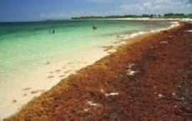Sargassum on a beach in the Caribbean (File Photo)