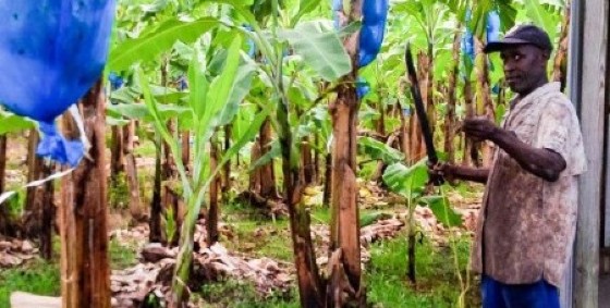 Banana farmer in Roseau, St Lucia (Photo courtesy of teleSUR)