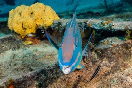 According to her, Cayman’s reef fish, along with the coral they feed on, are in crisis.