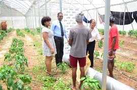 An animated Debbie Green (2nd right), General Manager of IGT Jamaica, interacts with two youngsters (both wearing tams) at the Sunbeam Children’s Home in Old Harbour, St. Catherine, as they share their daily routine of tending to the plants inside their greenhouse. Also pictured here are IGT Jamaica Dispatch Administrator, Debra Willis and Home Manager at Sunbeam Children’s Home Desmond Whitley.