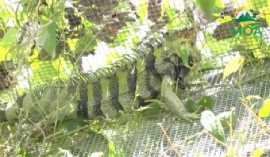St. Lucia iguana (Photo courtesy Ministry of Agriculture)