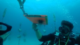 Researchers Collecting Samples for The Bahamas’ First Sea Urchin Nursery  (Photo Credit: Atlantis Paradise Island)