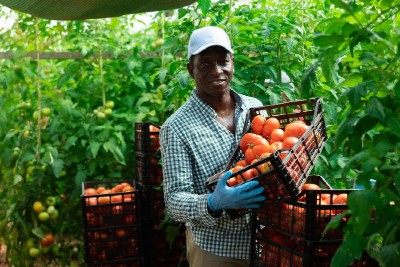Positive african-american man farmer stacking crates of fresh tomatoes. Harvest works on vegetable field.