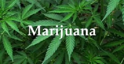 marijuanaa
