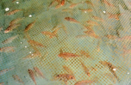 snapper
