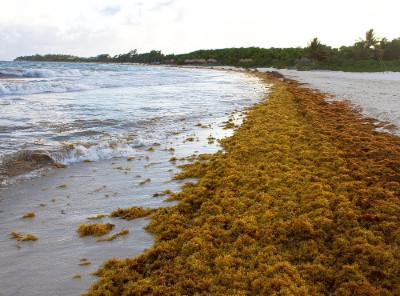 Wide line of sargassum seaweed lying along Atlantic ocean shoreline at Playa Del Carmen, Quintana Roo, Mexico with waves on the water in the background 