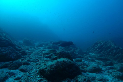 Sea lion underwater