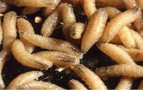 SREworm