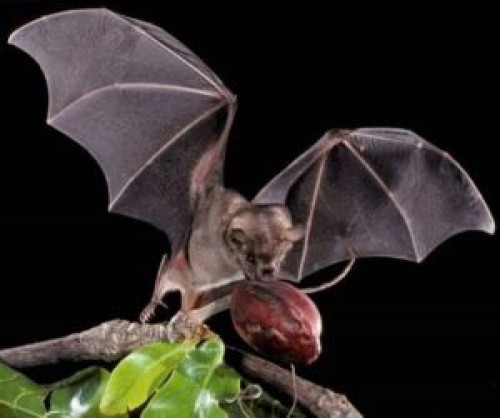 batsgut