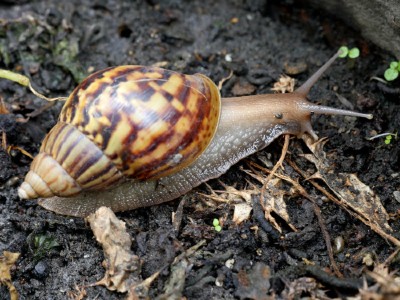 A Giant African land snail slowly moving on the ground