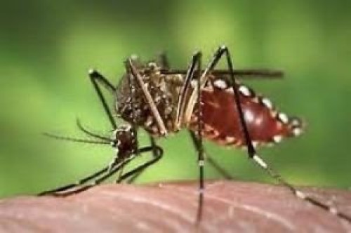 mosquiti