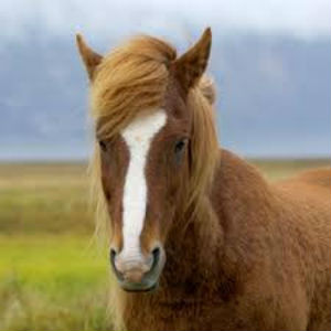 horse