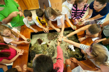 Campers explore sea life vv