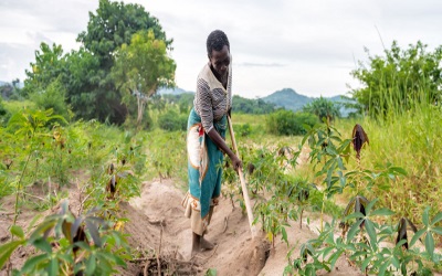 Suriname farmer1