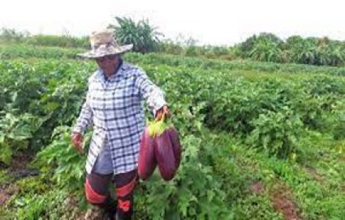 eggplants