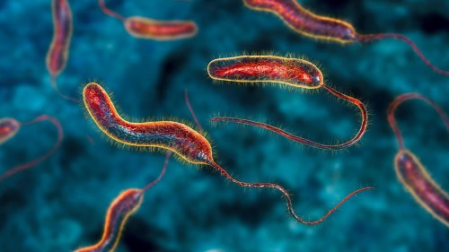 Vibrio cholerae bacteria, 3D illustration. Bacterium which causes cholera disease and is transmitted by contaminated water
