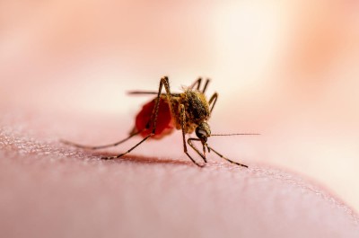 Dangerous Dengue Infected Mosquito Bite on Green Background. Leishmaniasis, Encephalitis, Yellow Fever, Dengue, Malaria Disease, Mayaro or Zika Virus Infectious Culex Mosquito Parasite Insect Macro.