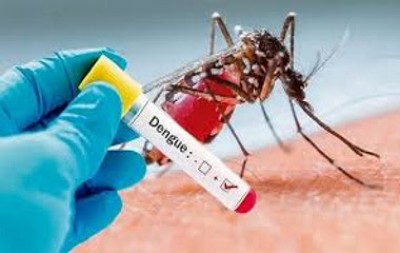 Dangerous Zica virus aedes aegypti mosquito on human skin in green background , Dengue, Chikungunya, Mayaro fever