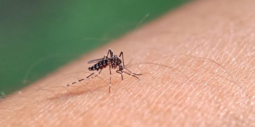 selective focus Aedes Mosquito sucking blood on skin with bokeh background