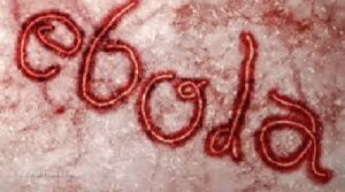 ebolas