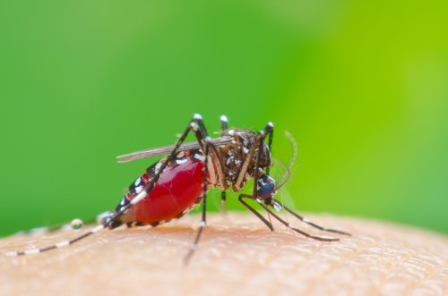 epideg