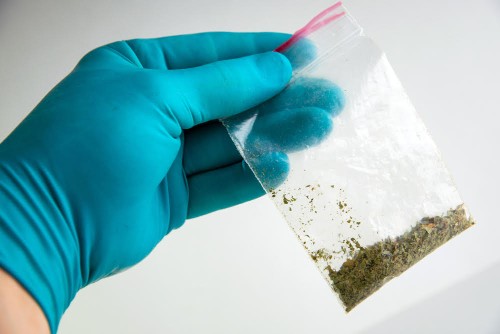 synthetic marijuana: laboratory technician holds samples of narcotic herbal medicines in hand