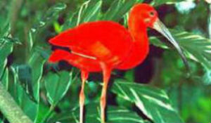 Ibis