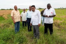 Agriculture Minister Zulfikar Mustapha inspecting a rice field recently (File Photo)