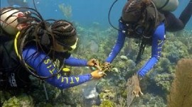Coral Out Planting off The Bahamas’ Rose Island by Atlantis Blue Project Foundation, April 2023