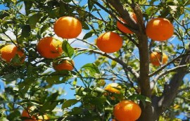 Belize citrus (File Photo)
