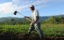 Oblin Tuse, 56, prepares the soil for planting in Belladere, Haiti in May 2010. (Photo: Ami Vitale/Oxfam America)