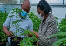 St. Lucia government minister, Emma Hippolyte, tours a cannabis establishment in St. Vincent and the Grenadines (File Photo)