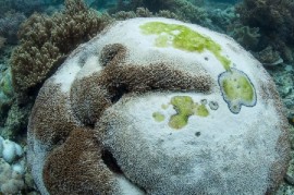Stony coral tissue loss disease (SCTLD) destroys the soft tissue of at least 22 species of reef-building corals, killing them within weeks or months of becoming infected. (via CMC)