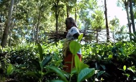 Small farming communities and indigenous people have been acutely affected during the COVID-19 pandemic. (Photo via FAO)