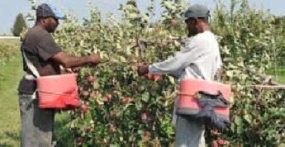 Jamaican farm workers in Canada (File Photo)