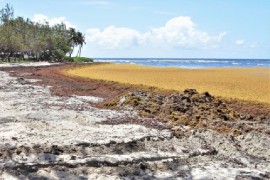 The new project will seek to understand the potential effects of using seaweed to store carbon dioxide from the atmosphere. (GIS Photo)