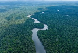 Part of Guyana’s forests (File Photo)