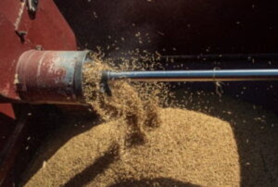 Rice harvesting (File Photo)
