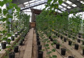 Greenhouse trial with liquid organic fertilizer derived from Sargassum (CRFM Photo)