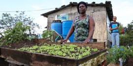 In St. Vincent and the Grenadines, Viola Samuel, is able to grow vegetables in her back yard due to the World Food Programme -government supported project.