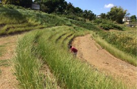 Vetiver grass being planted along a hillside.