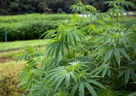 Miami-Dade County Commissioner Daniella Levine Cava helps kick-start industrial hemp production in Miami-Dade County