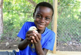 (Little boy holding chick) Key Photo For $30, you can give a gift of 20 baby chicks. These chicks grow quickly and can provide families not only with a sustainablesource of protein, but also with supplemental income from selling extra eggs. (Photo/Food For The Poor)