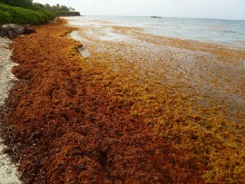 Sargassum seaweed. (File photo)