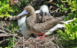 Seabirds nest on remote islands in the Grenadines yet still face many threats from human activities. (Photo: Brian Fisher)