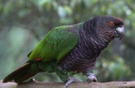 Photo courtesy Dominica’s Forestry, Wildlife, and Parks Division